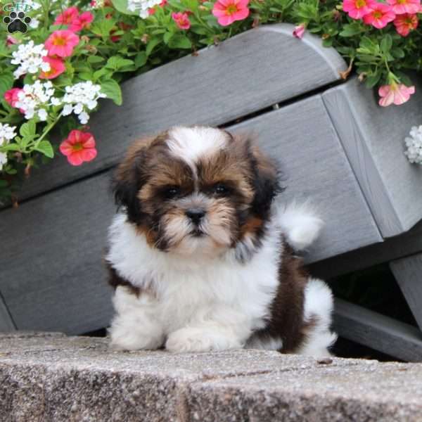 Ribbon, Teddy Bear Puppy